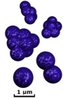 Gram-positive cocci
